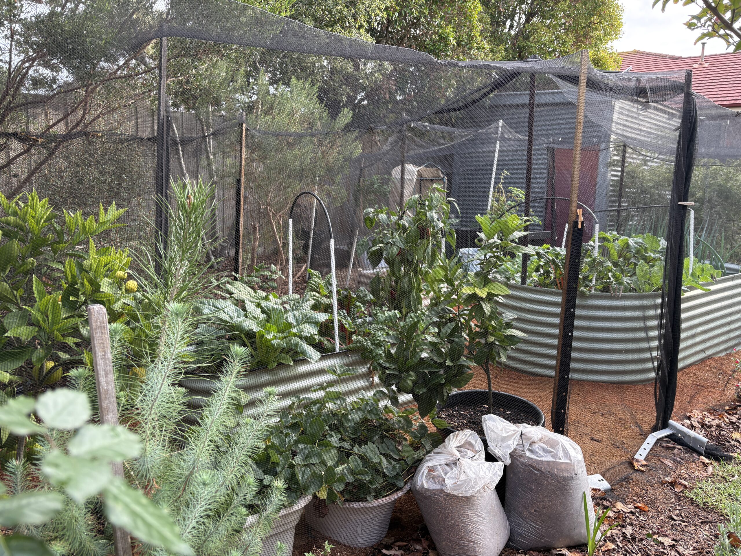 Drysdale 70s retrofit: garden