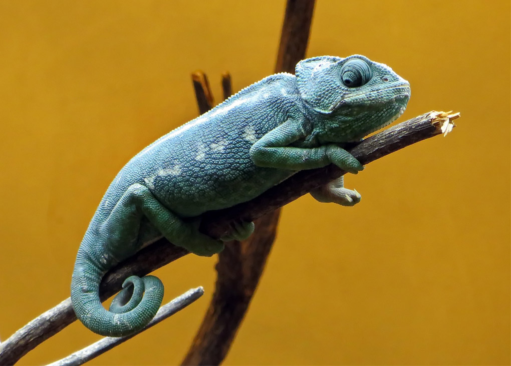 Chameleon coating